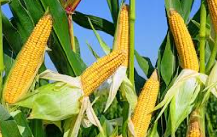 فروش ذرت علوفه ای