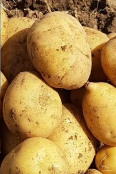 فروش سیب زمینی آگریا