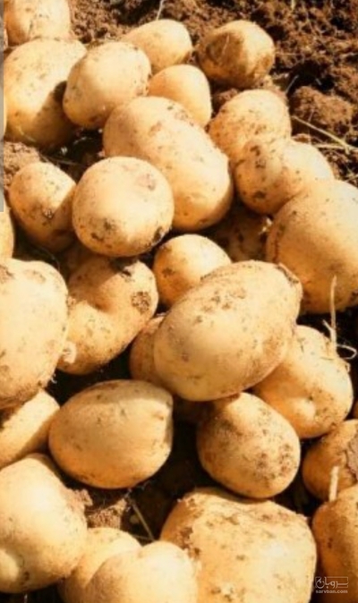 فروش سیب زمینی
