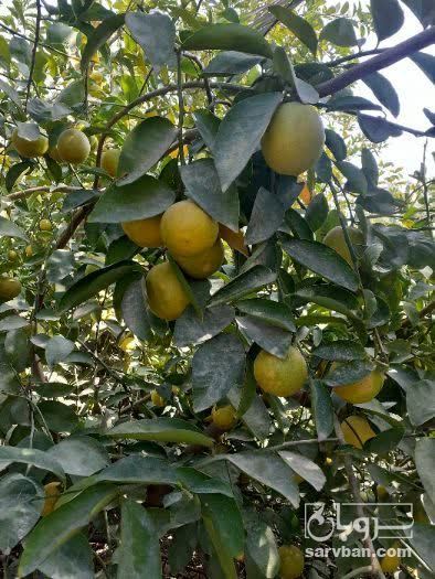 فروش لیمو شیرین