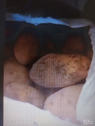 فروش سیب زمینی آگریا