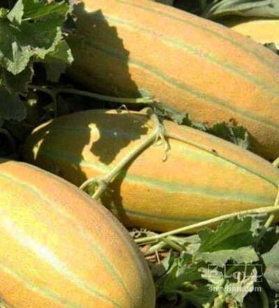 فروش خربزه مشهدی