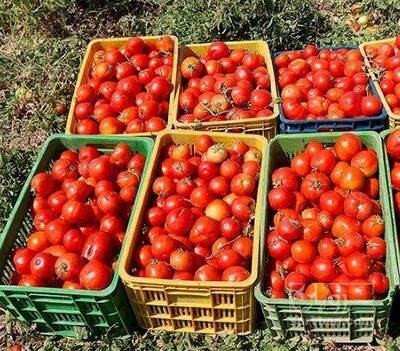 فروش گوجه فرنگی هوای آزاد
