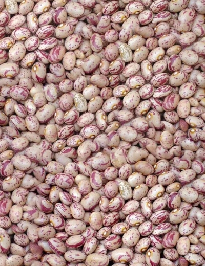 فروش لوبیا چیتی