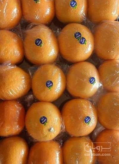فروش پرتقال