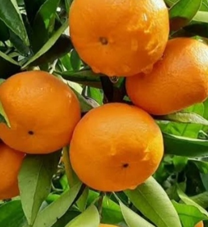 فروش نارنگی پچ