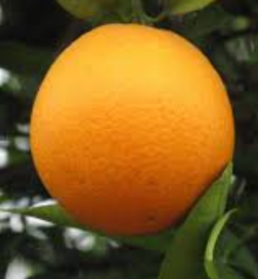 فروش پرتقال
