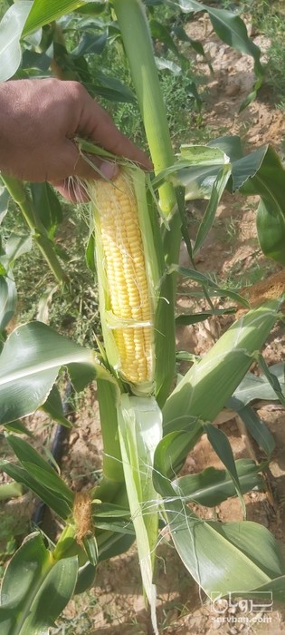 فروش ذرت مکزیکی