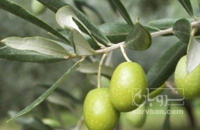 فروش زیتون زرده سردرختی