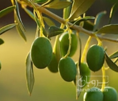 فروش زیتون سردرختی دزفولی