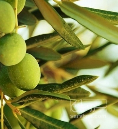 فروش زیتون فشیم سر درختی