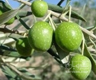 فروش زیتون دهقانی سردرختی