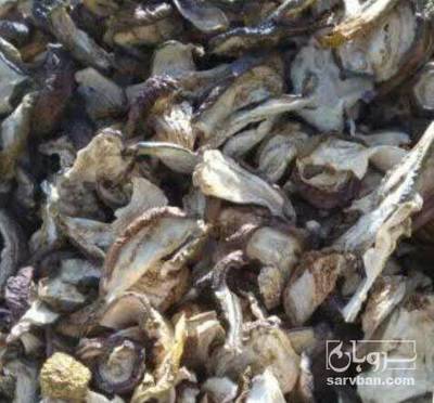 فروش بادمجان