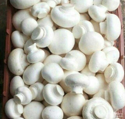 فروش قارچ دکمه ای