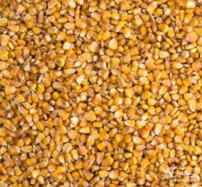 فروش ذرت