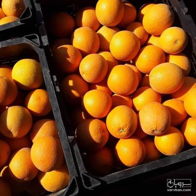 فروش پرتقال رسمی