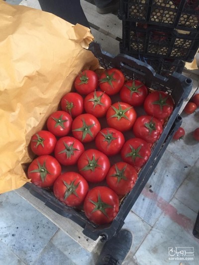 فروش گوجه فرنگی