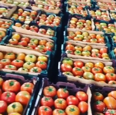 فروش گوجه فرنگی گلخانه ایی