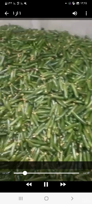 فروش خیار درختی 2