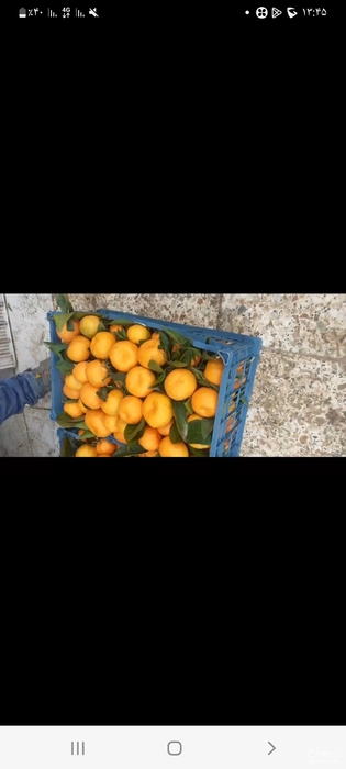 فروش نارنگی برگی