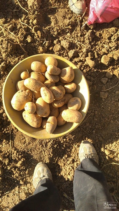 فروش سیب زمینی بامبا
