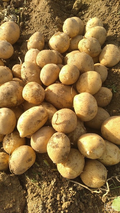 فروش سیب زمینی سانتا