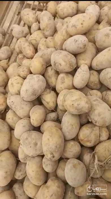 فروش سیب زمینی