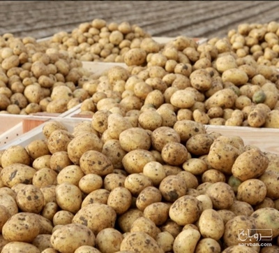 فروش سیب زمینی