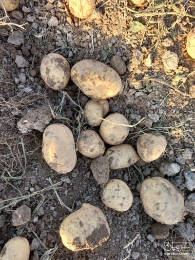 فروش سیب زمینی آگریا