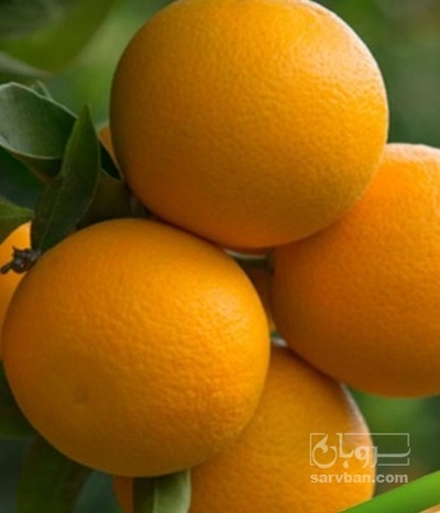 فروش پرتقال والنسیا