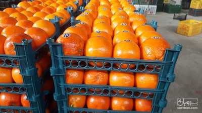 فروش پرتقال خونی