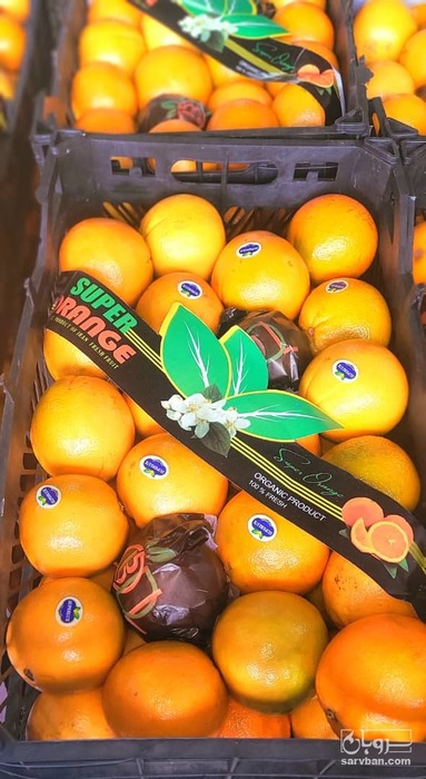 فروش پرتقال تامسون شمال