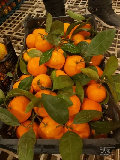 فروش نارنگی برگی