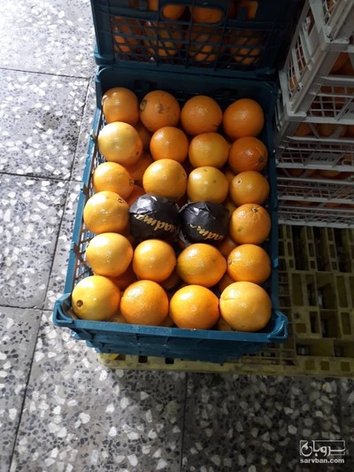 فروش پرتقال تامسون