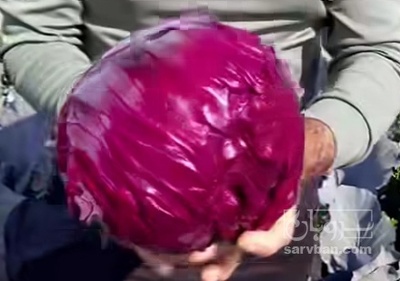 فروش کلم برگی بنفش