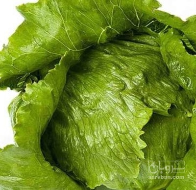 فروش کاهو ایسبرگ - آیسبرگ