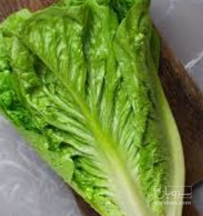 فروش کاهو ایرانی - رومانو