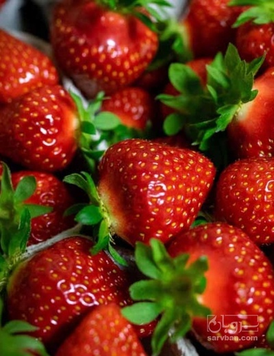 فروش توت فرنگی