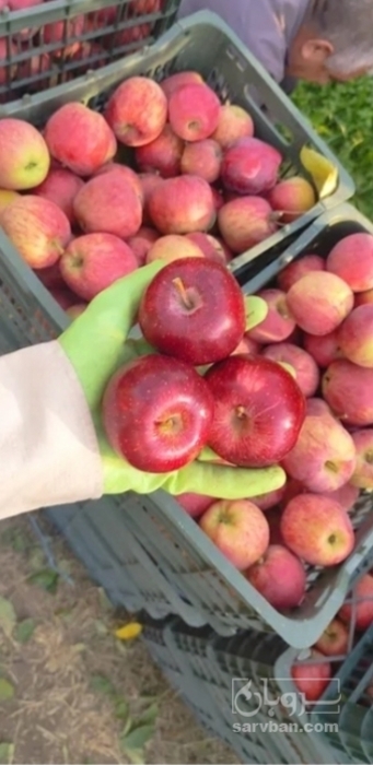 فروش سیب قرمز