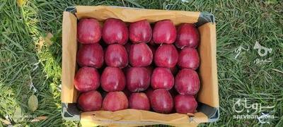 فروش سیب قرمز