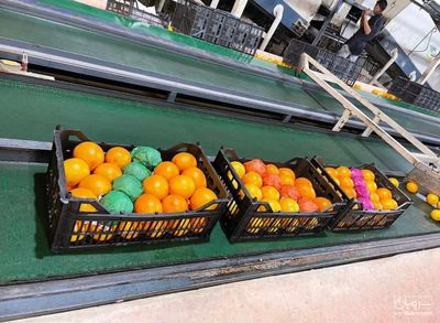 فروش پرتقال تامسون