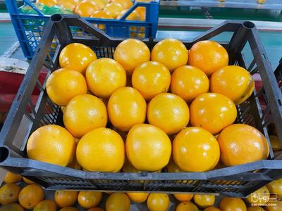 فروش پرتقال تامسون