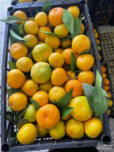 فروش نارنگی