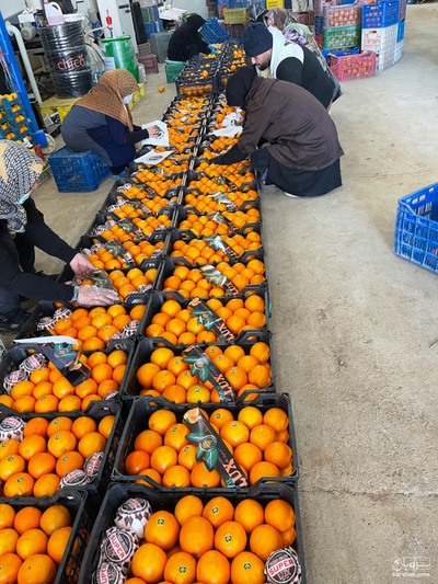 فروش پرتقال