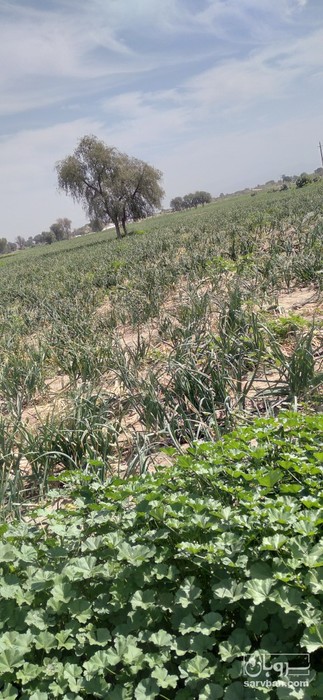 فروش ساقه پیاز