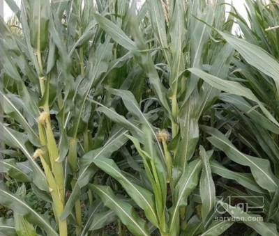 فروش ذرت علوفه ای