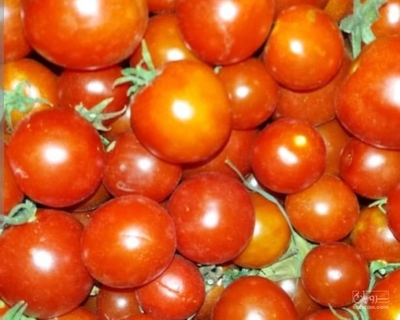 فروش گوجه فرنگی