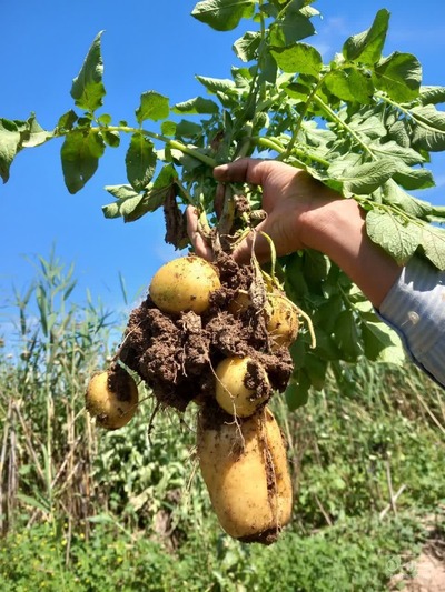 فروش سیب زمینی  بذری