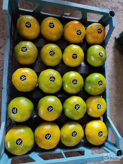 فروش نارنگی ژاپنی