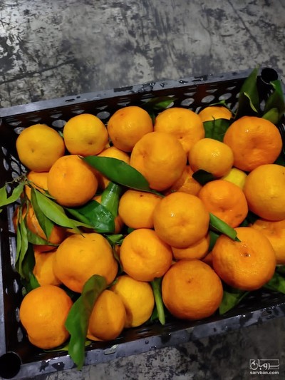 فروش نارنگی ژاپنی 2